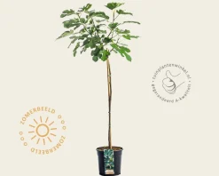 Ficus carica 'Brown Turkey' - op stam