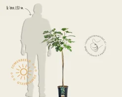 Ficus carica 'Brown Turkey' - op stam