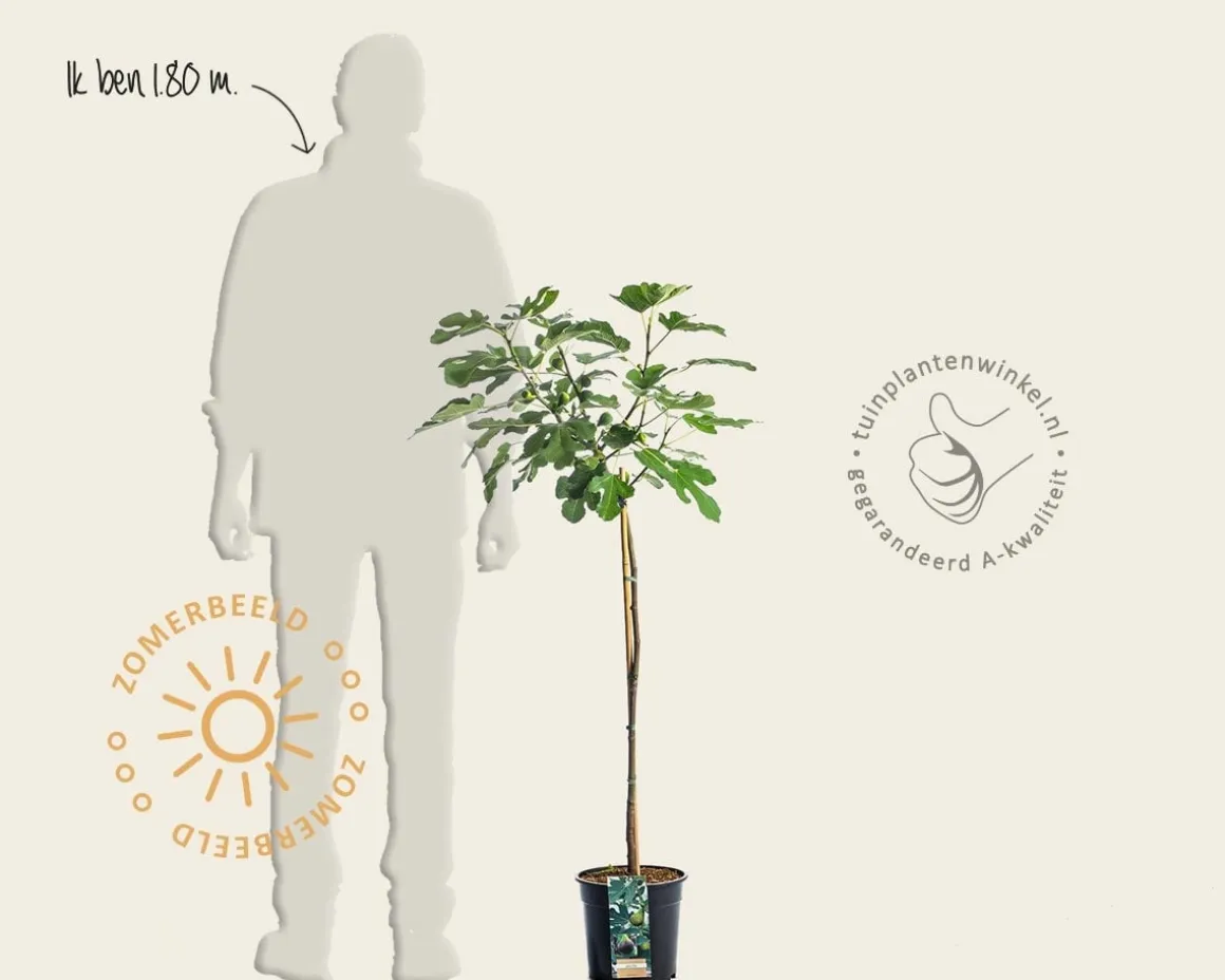 Ficus carica 'Brown Turkey' - op stam