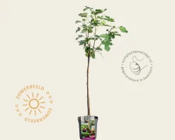 Ficus carica 'Brown Turkey' - op stam