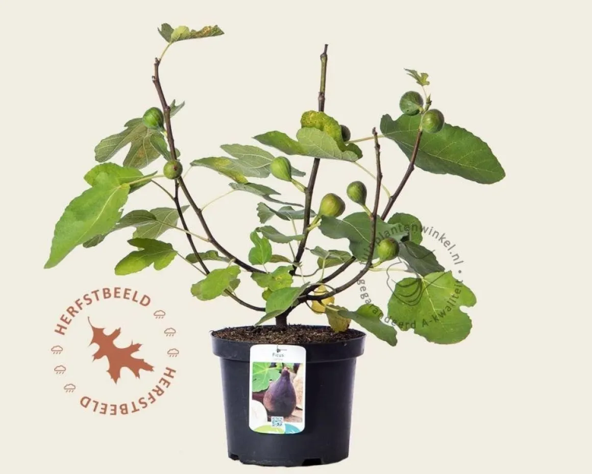 Ficus carica 'Del Portogallo'