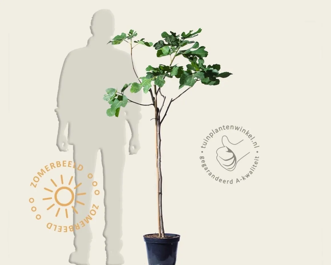 Ficus carica - halfstam