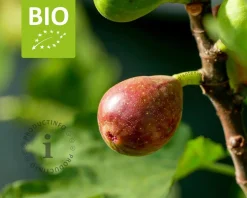 Ficus carica 'Little Miss Figgy' - BIO