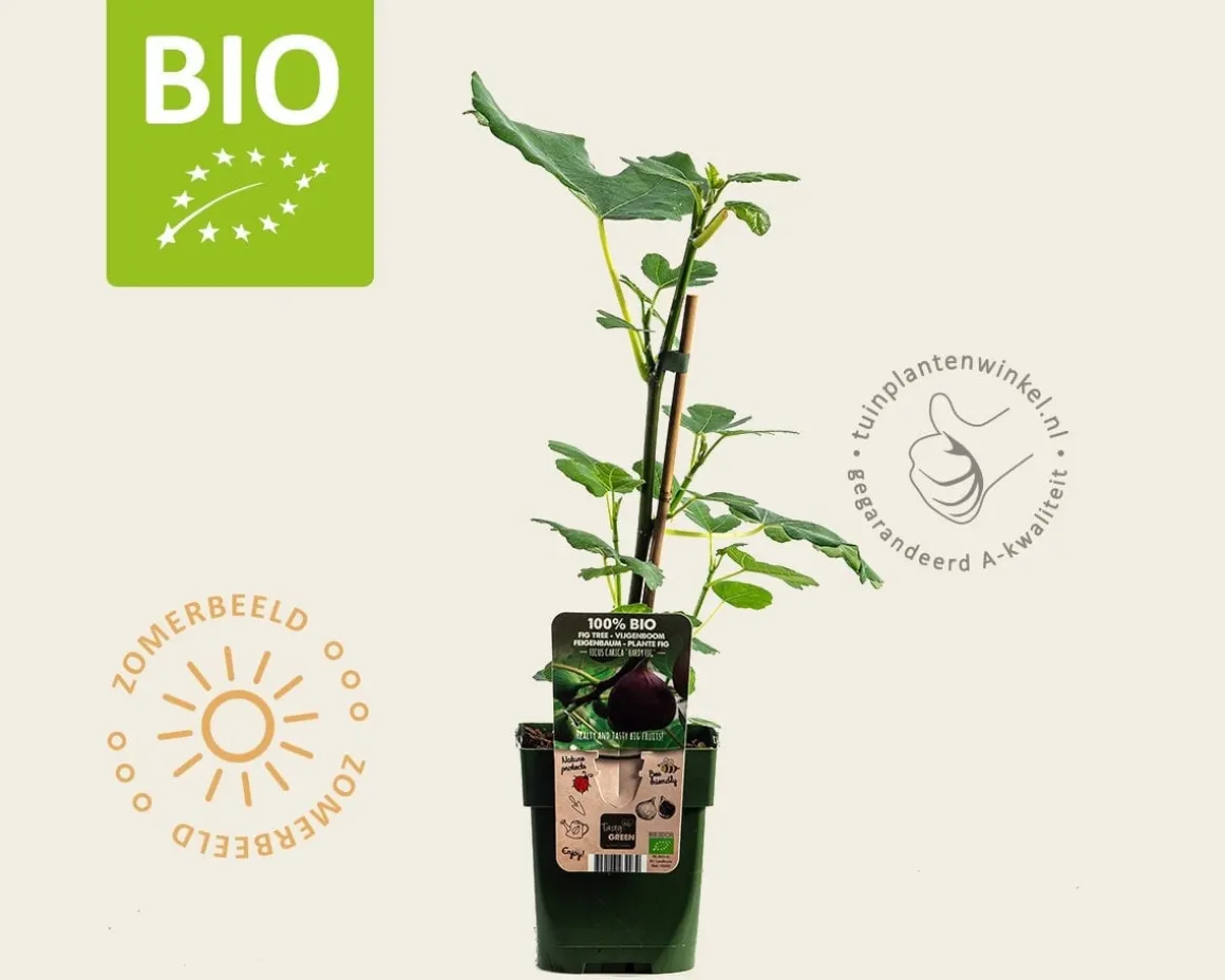 Ficus carica 'Little Miss Figgy' - BIO