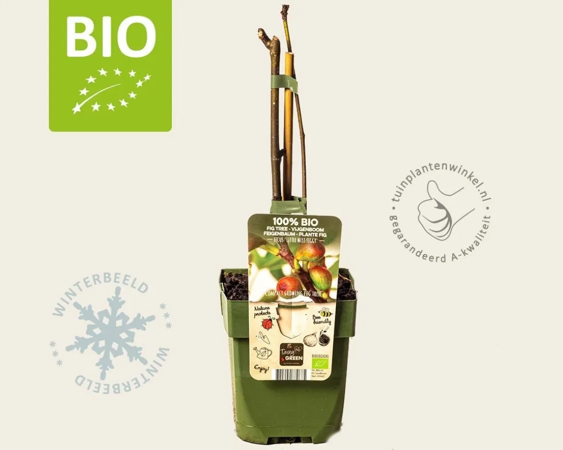 Ficus carica 'Little Miss Figgy' - BIO