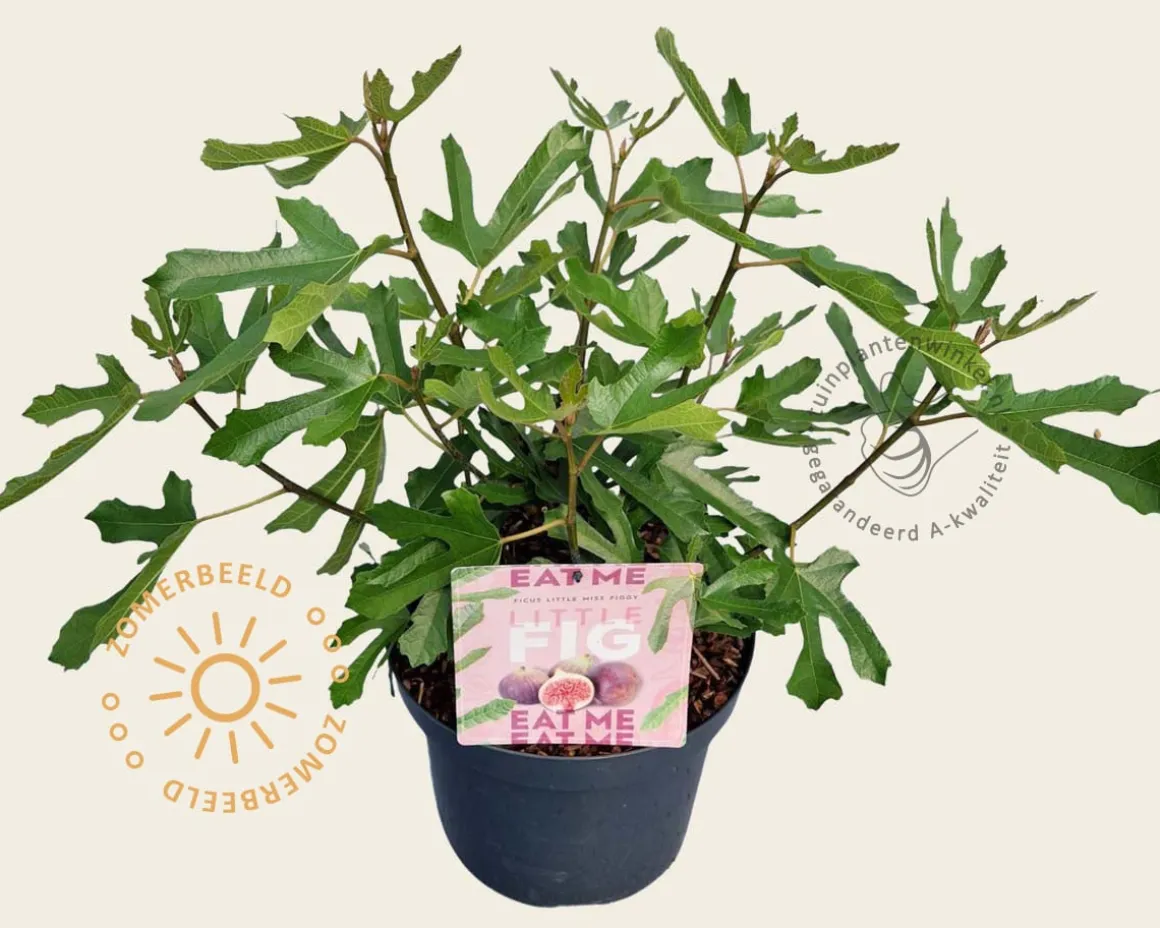 Ficus carica 'Little Miss Figgy'
