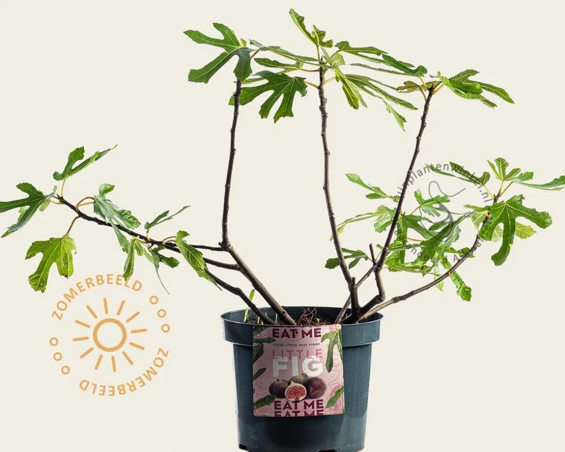 Ficus carica 'Little Miss Figgy'