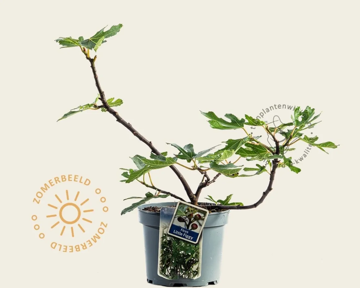 Ficus carica 'Little Miss Figgy'