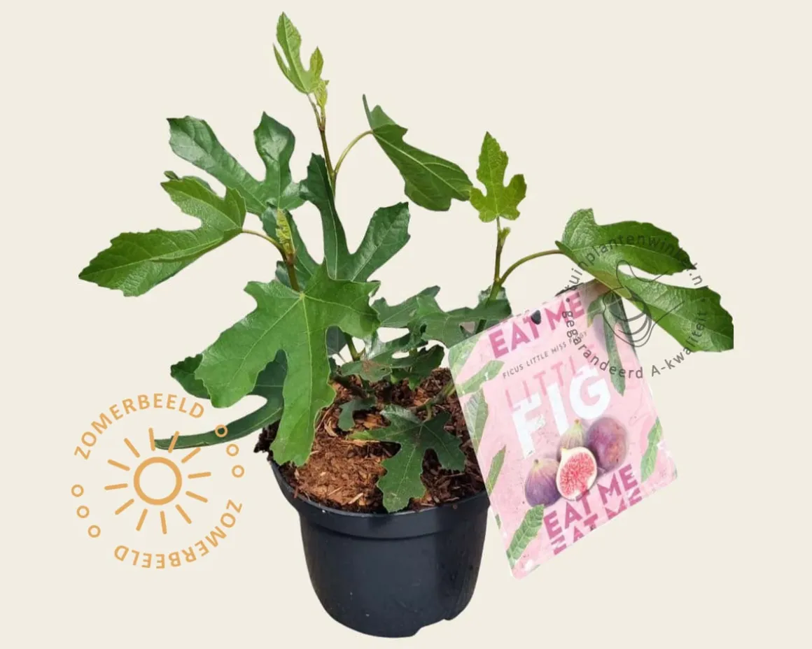Ficus carica 'Little Miss Figgy'