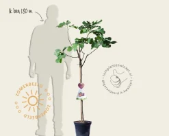 Ficus carica 'Napolitana' - halfstam
