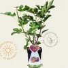 Ficus carica 'Napolitana' - struik