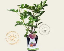Ficus carica 'Napolitana' - struik