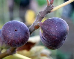 Ficus carica 'Napolitana' - struik