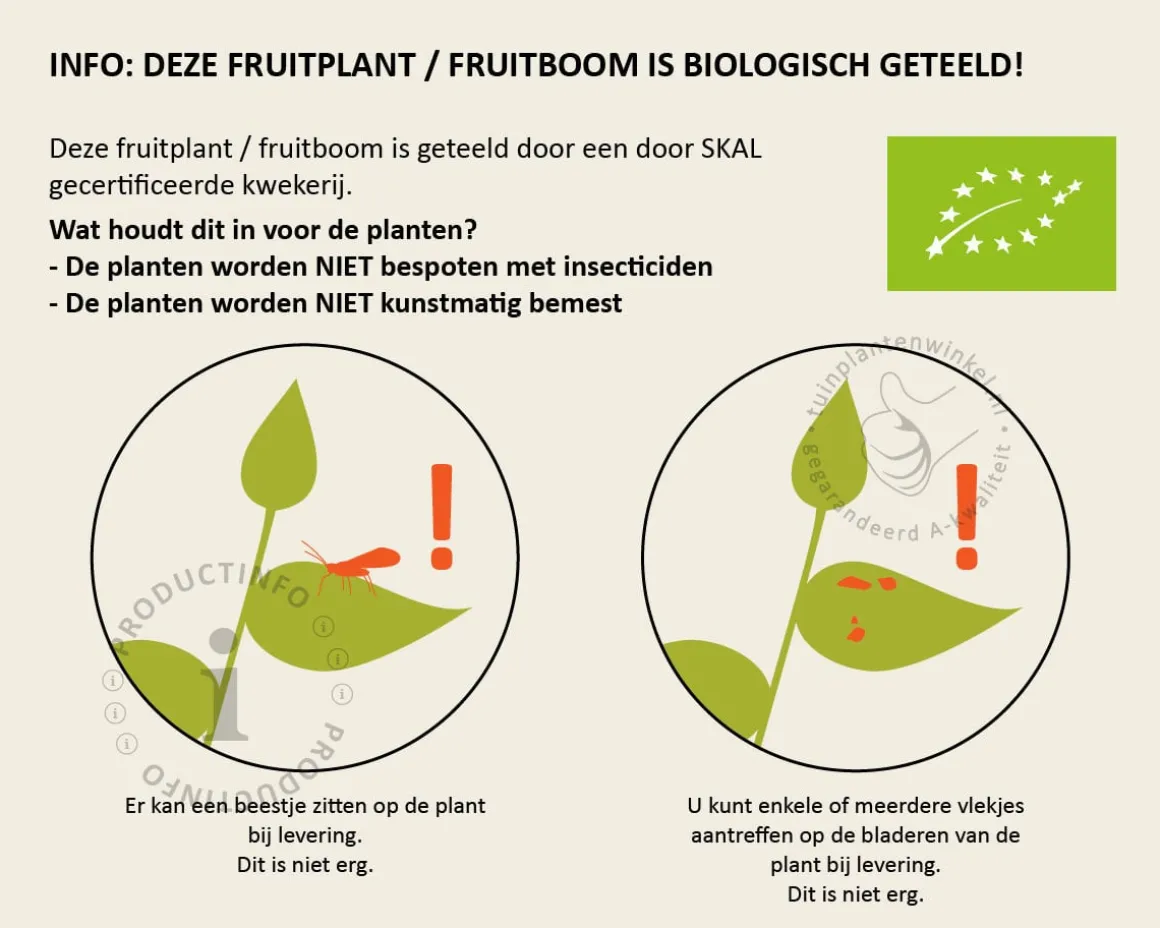 Ficus carica 'Perretta' - BIO