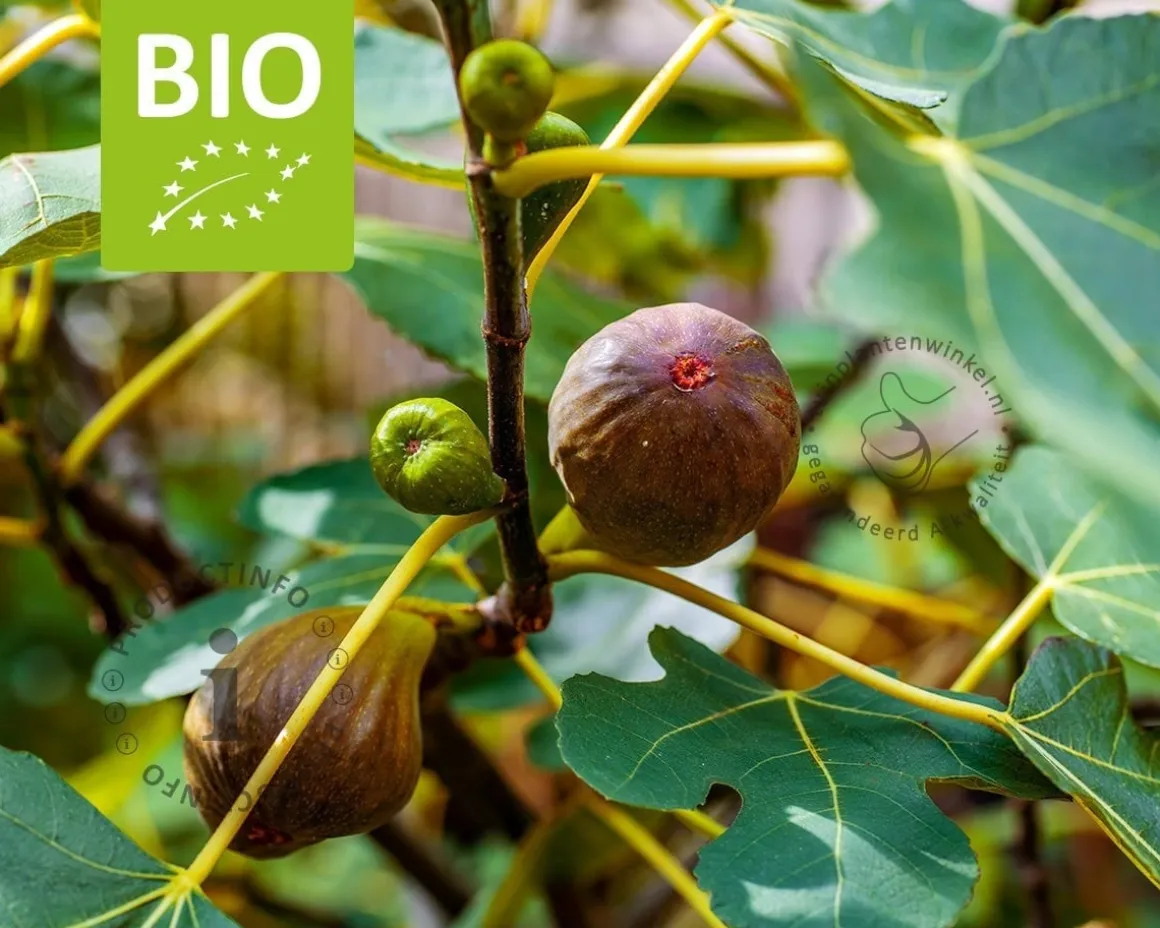 Ficus carica 'Perretta' - BIO
