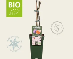 Ficus carica 'Perretta' - BIO