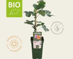 Ficus carica 'Perretta' - BIO
