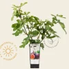 Ficus carica 'Rouge de Bordeaux'