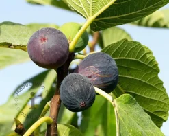 Ficus carica 'Rouge de Bordeaux'