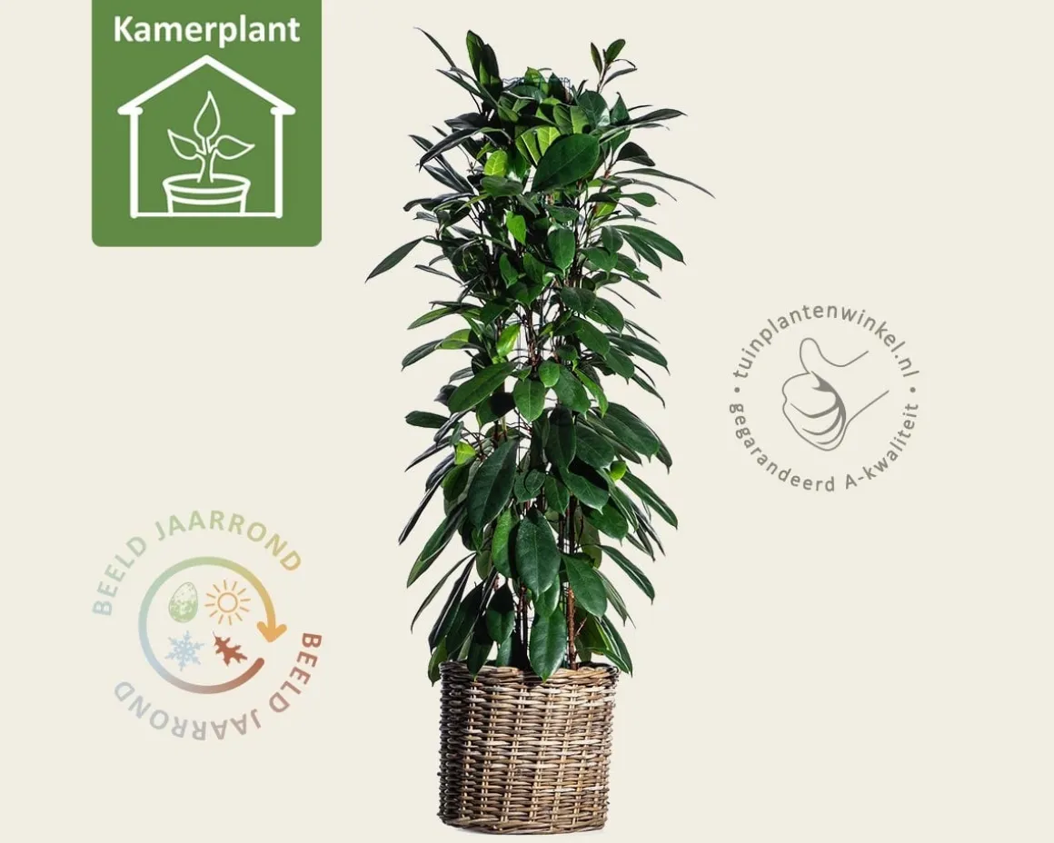 Ficus Cyathistipula