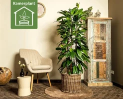 Ficus Cyathistipula