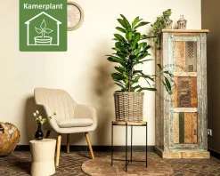 Ficus Cyathistipula