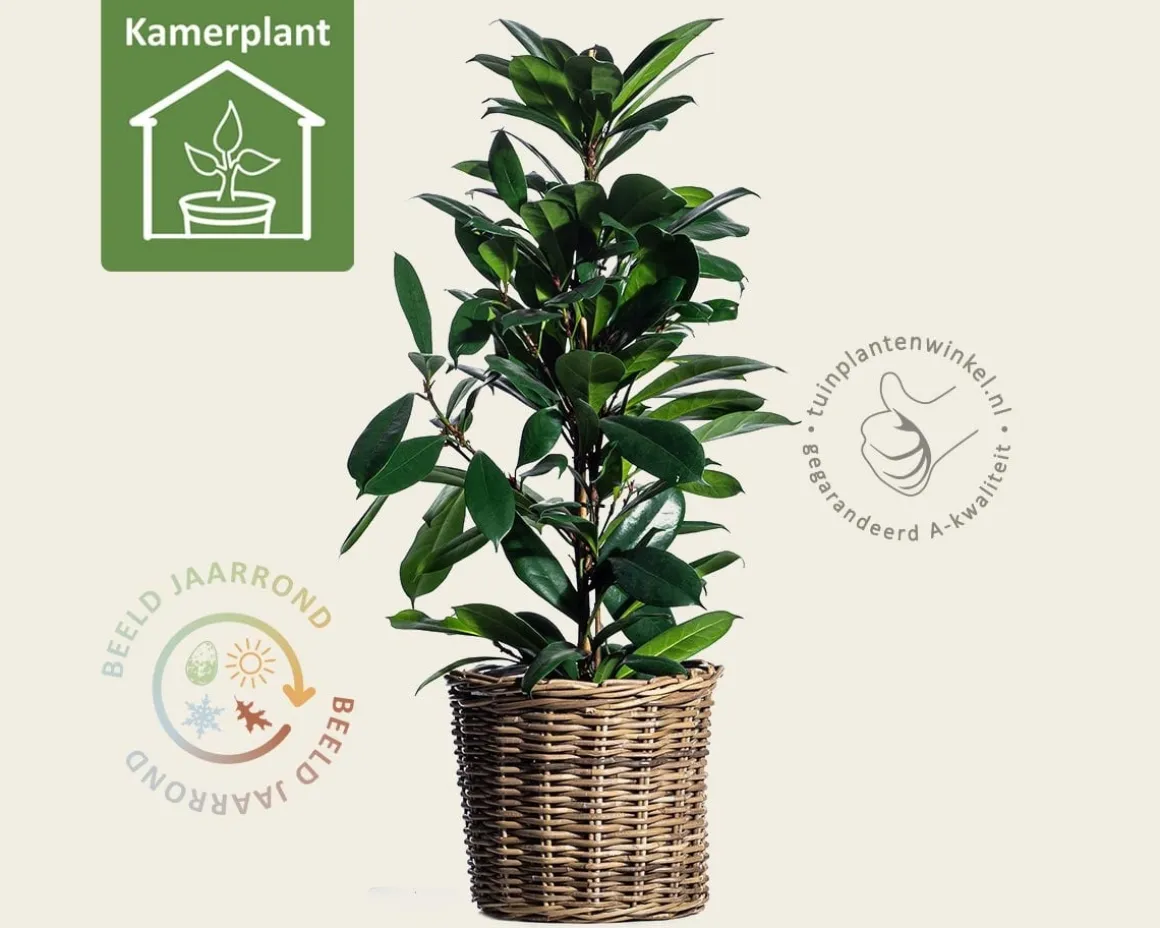 Ficus Cyathistipula