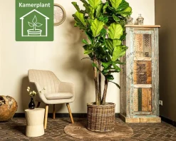 Ficus lyrata