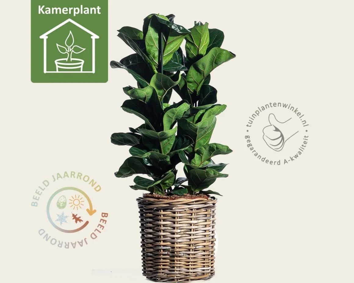 Ficus lyrata Bambino