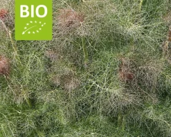 Foeniculum vulgare 'Purpureum' Puur