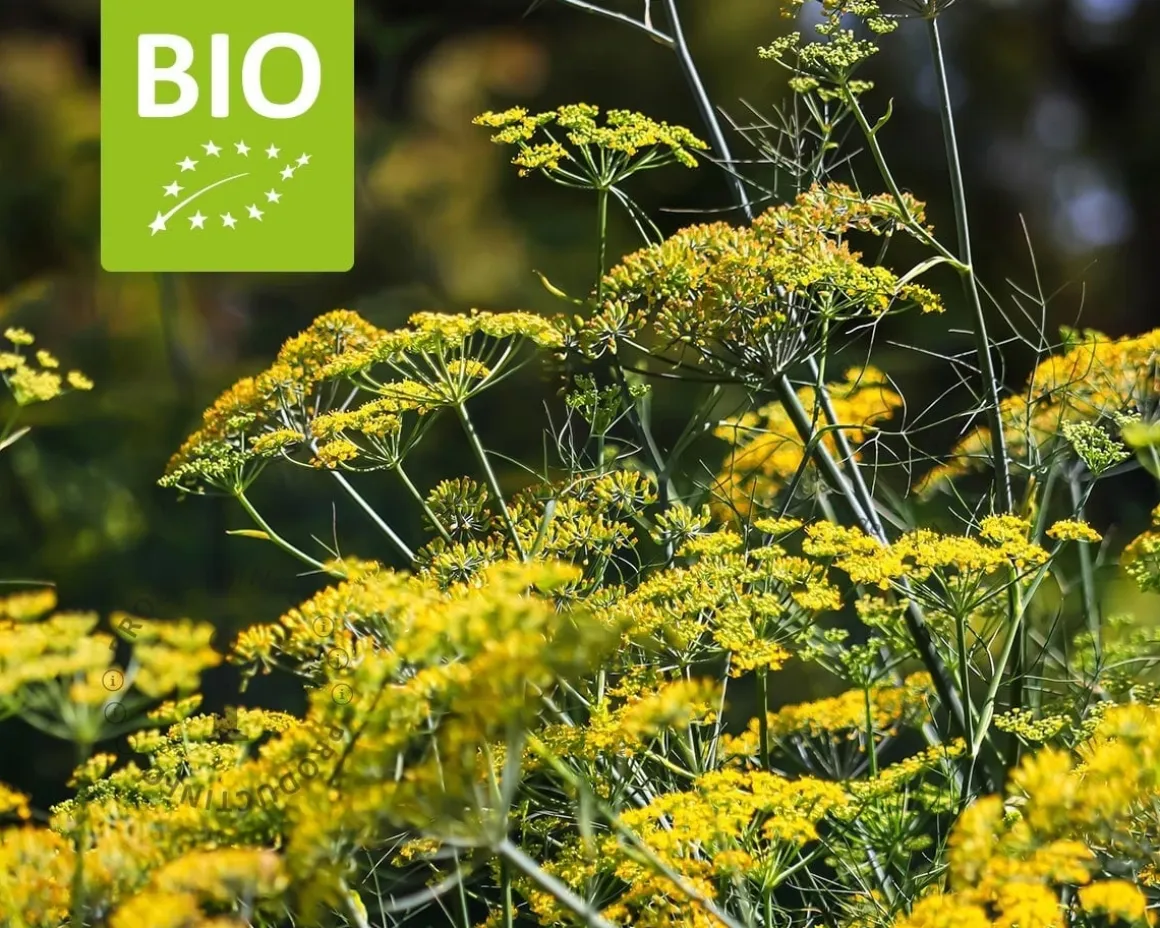 Foeniculum vulgare Puur