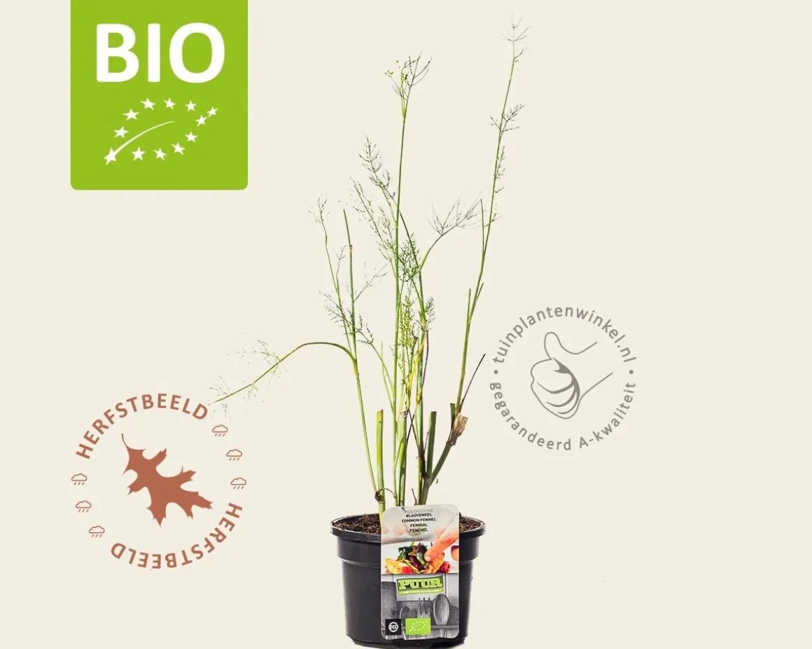 Foeniculum vulgare Puur