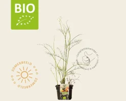 Foeniculum vulgare Puur