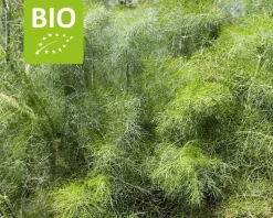 Foeniculum vulgare Puur