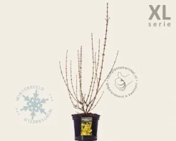 Forsythia intermedia 'Goldrausch' - XL