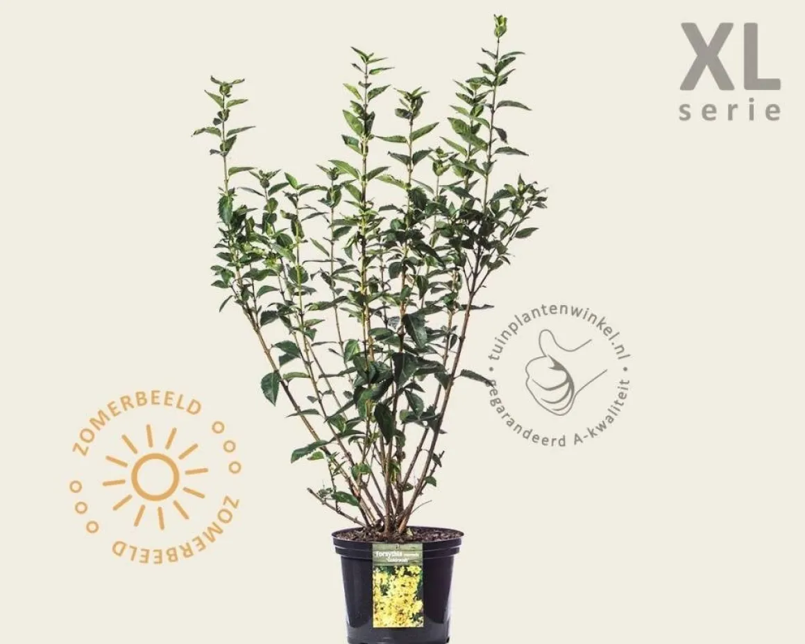 Forsythia intermedia 'Goldrausch' - XL