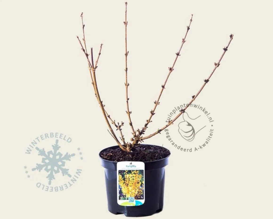 Forsythia intermedia 'Goldrausch