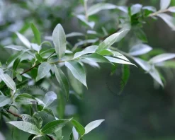 Forsythia intermedia 'Goldrausch
