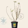 Forsythia intermedia 'Lynwood'