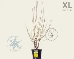 Forsythia intermedia 'Spectabilis' - XL