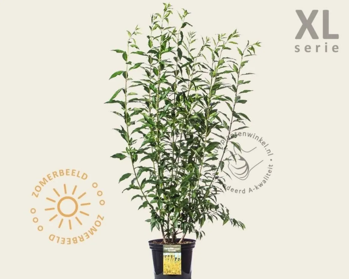 Forsythia intermedia 'Spectabilis' - XL