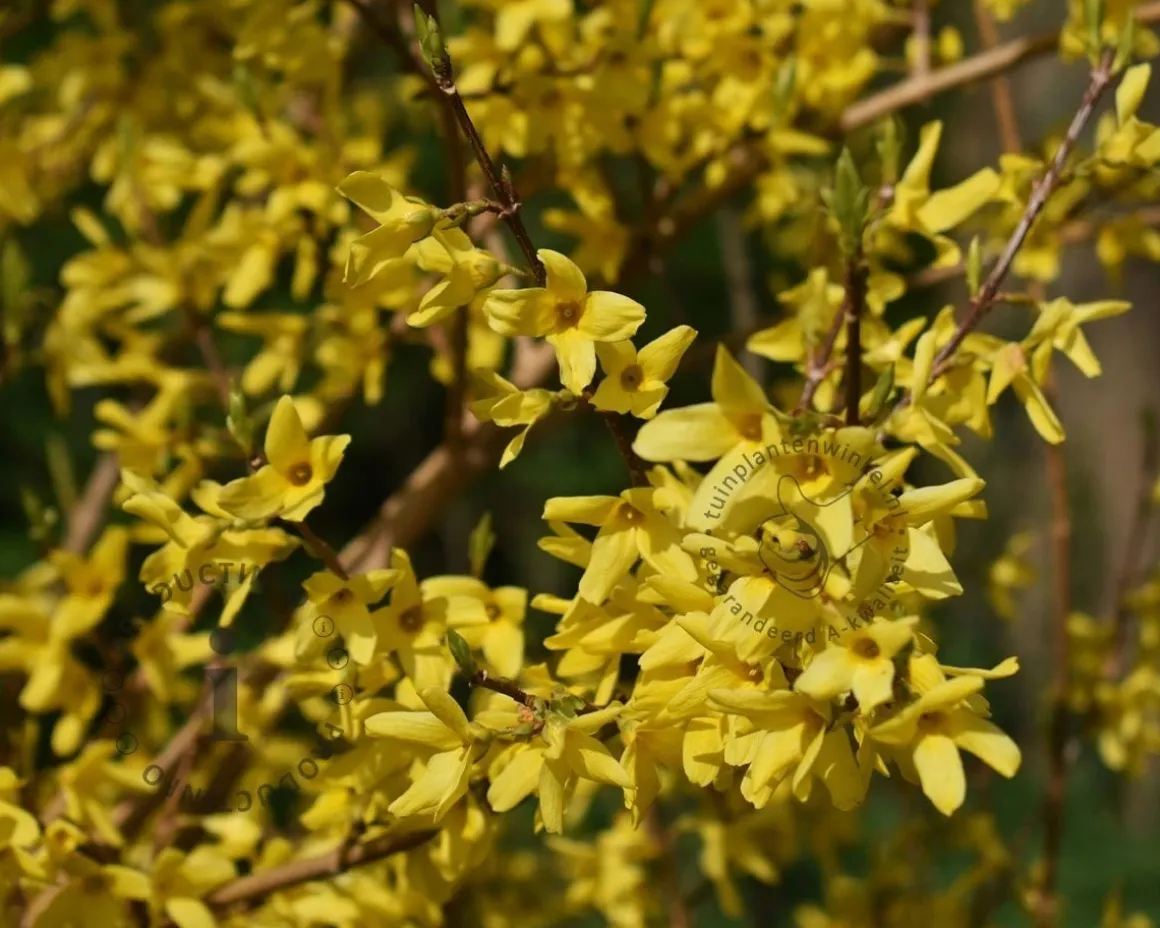 Forsythia intermedia 'Spectabilis' - XL