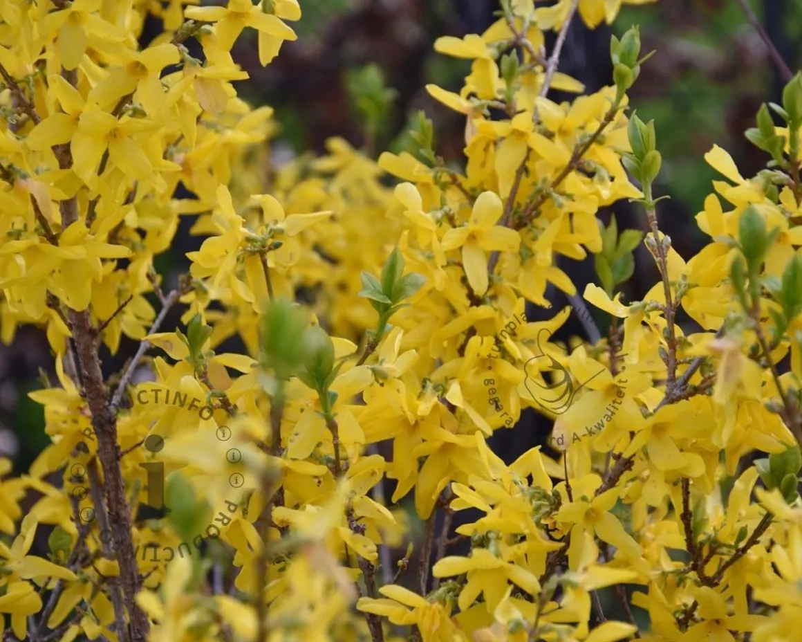 Forsythia intermedia 'Week-End' - ‘Courtalyn’ - XL