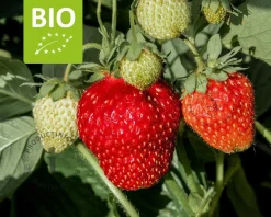 Fragaria 'Milan' - Puur