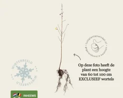 Frangula alnus - blote wortel