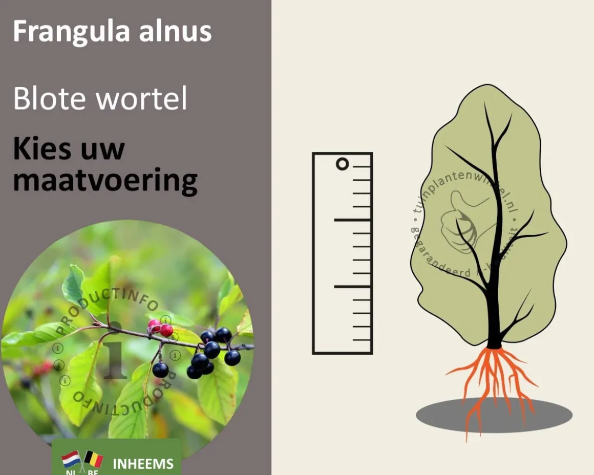 Frangula alnus - blote wortel