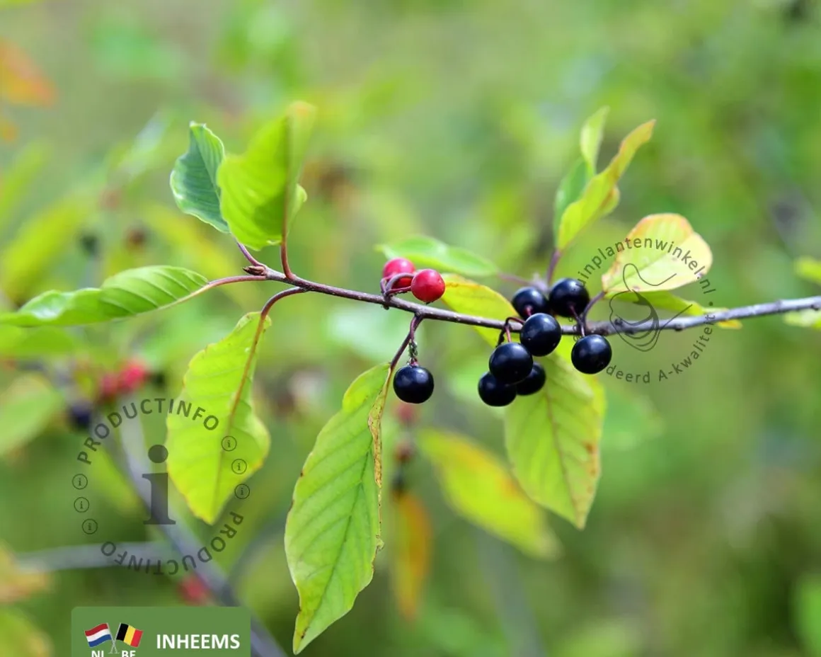 Frangula alnus - blote wortel