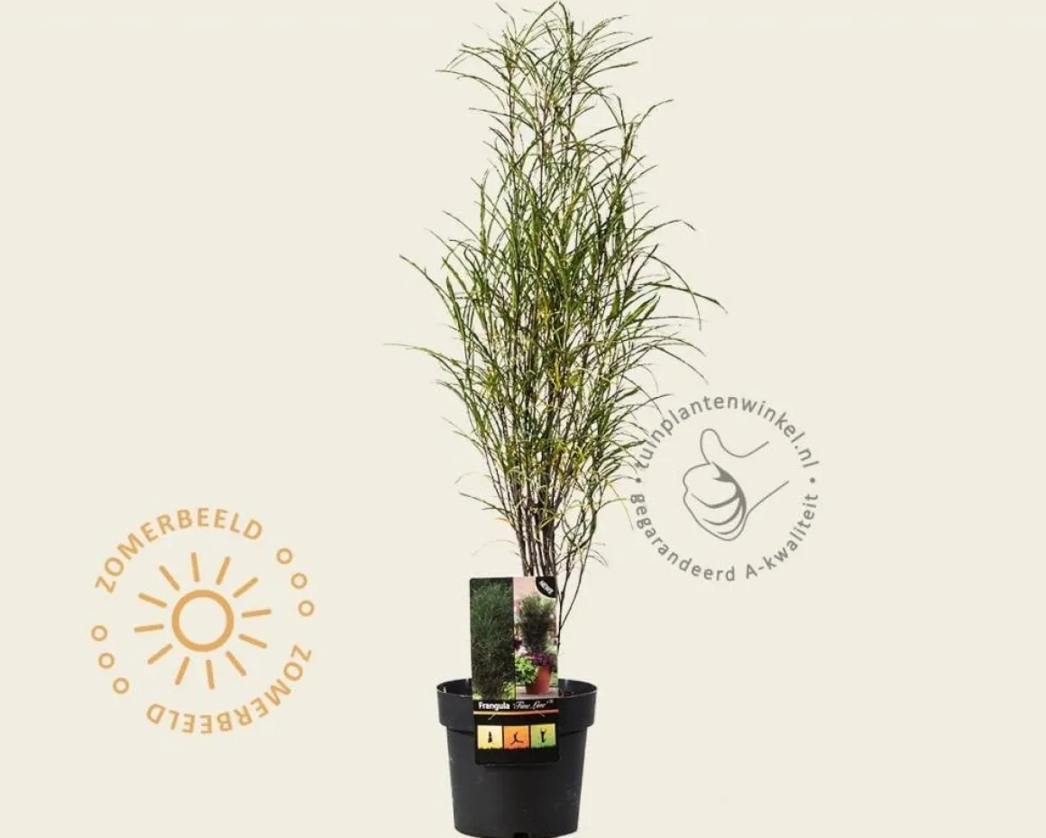 Frangula alnus 'Fine Line'