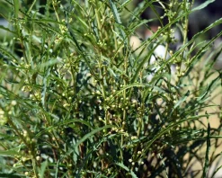 Frangula alnus 'Fine Line'