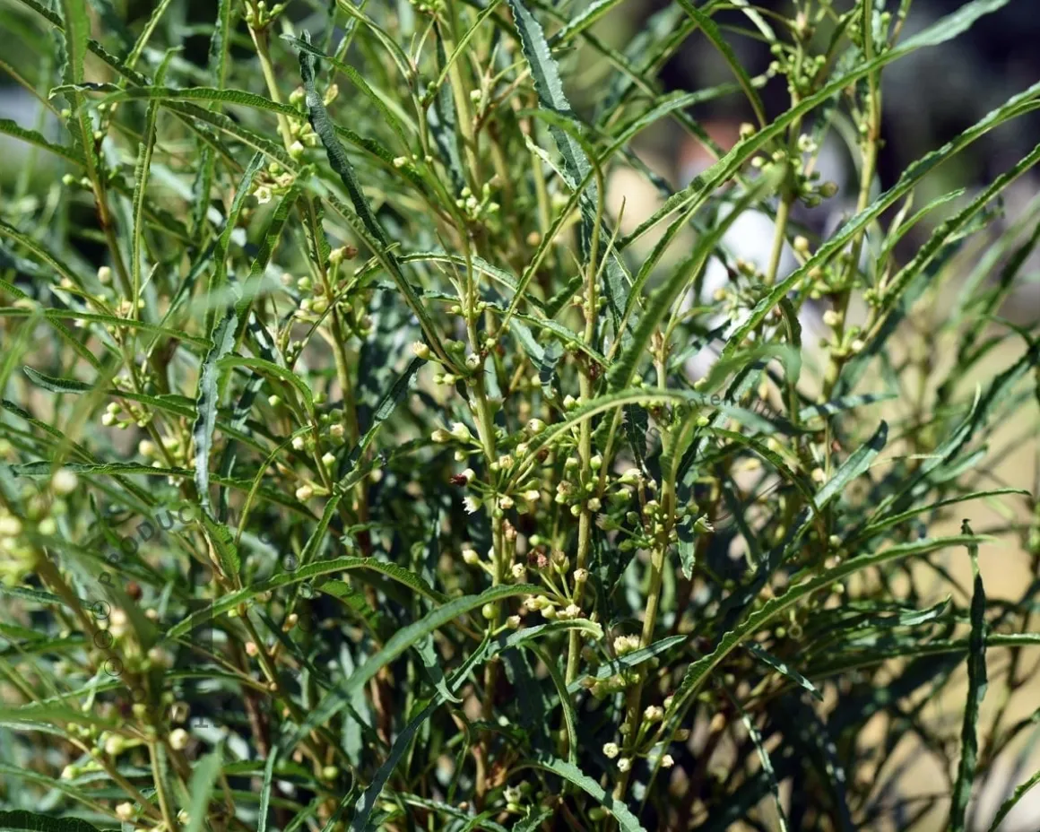 Frangula alnus 'Fine Line'